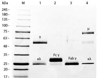 SDS-PAGE: Mouse IgG Fc Isotype Control [Biotin] [NBP1-97293]